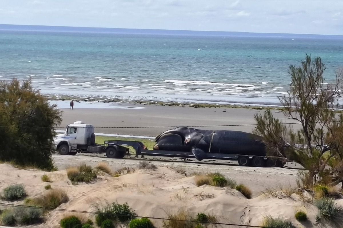 Puerto Madryn: aparecieron cuatro ballenas muertas en menos de 24 horas
